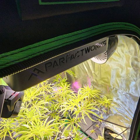 No haircut growlog photo: Nursing back to health after being out of town