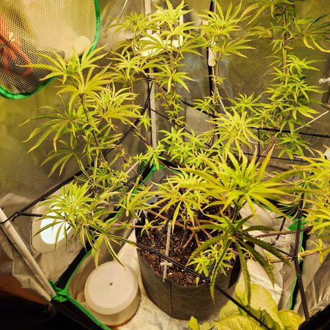 No haircut growlog timeline photo