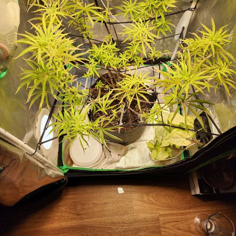 No haircut growlog photo: Umhum