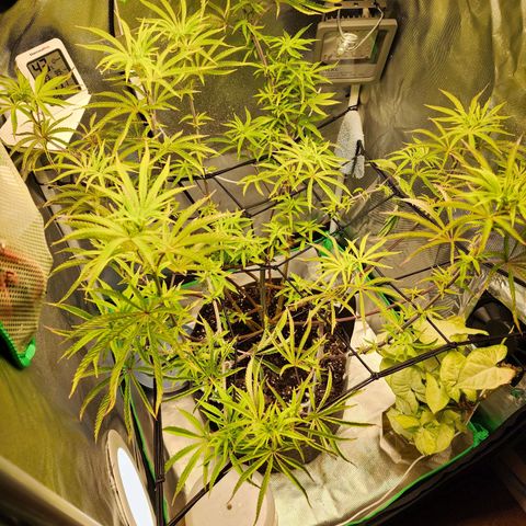 No haircut growlog photo: Umhum