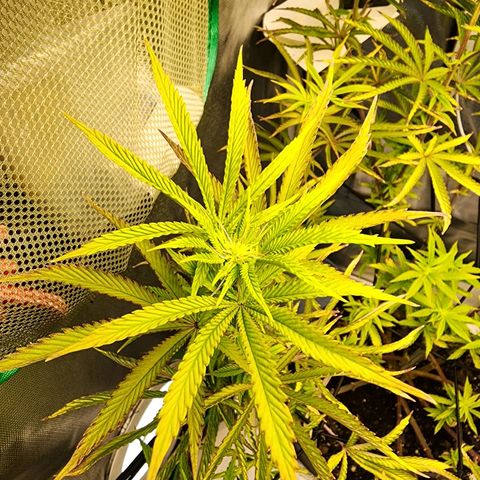 No haircut growlog photo: Forming buds.