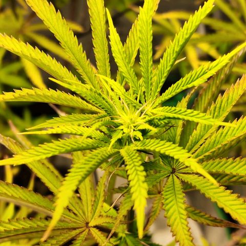 No haircut growlog photo: Forming buds.