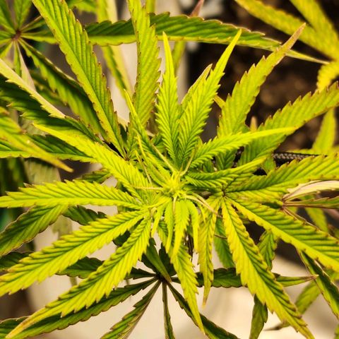 No haircut growlog photo: Forming buds.