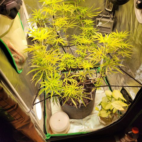 No haircut growlog timeline photo