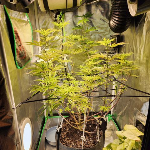 No haircut growlog timeline photo