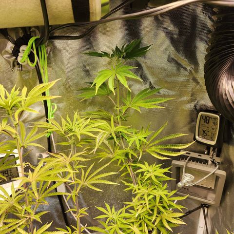 No haircut growlog timeline photo