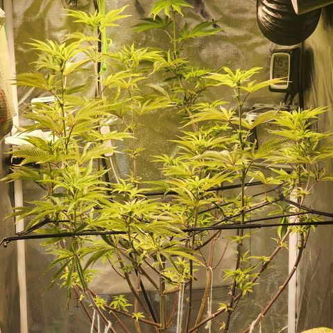 No haircut growlog timeline photo