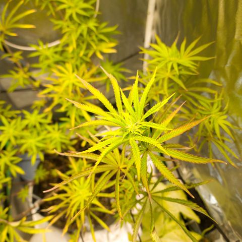 No haircut growlog photo: See buds forming