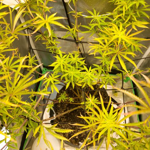 No haircut growlog photo: See buds forming