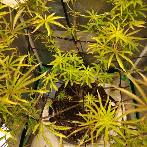 No haircut growlog photo: See buds forming