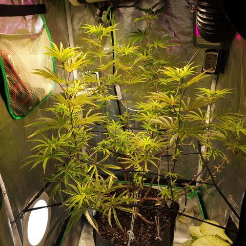 No haircut growlog photo: See buds forming