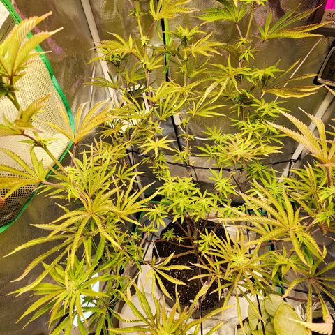 No haircut growlog photo: Buds are budding...:)