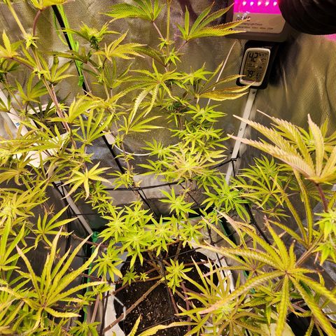 No haircut growlog photo: Buds are budding...:)