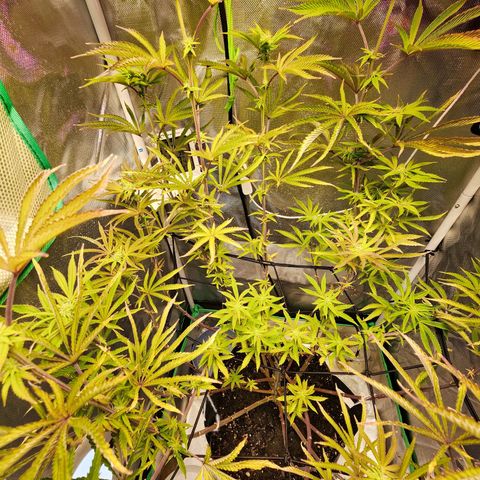 No haircut growlog photo: Buds are budding...:)