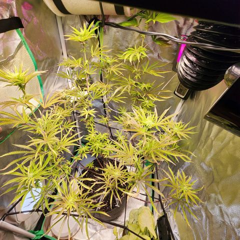 No haircut growlog photo: Buds are budding...:)