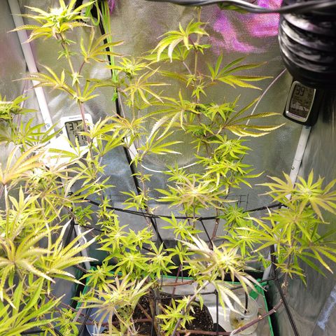 No haircut growlog photo: Final defoliation done this morning.  Buds looking promising. 