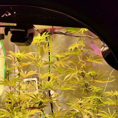 No haircut growlog photo: Final defoliation done this morning.  Buds looking promising. 