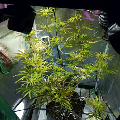 No haircut growlog photo: Final defoliation done this morning.  Buds looking promising. 