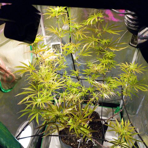 No haircut growlog photo: Final defoliation done this morning.  Buds looking promising. 