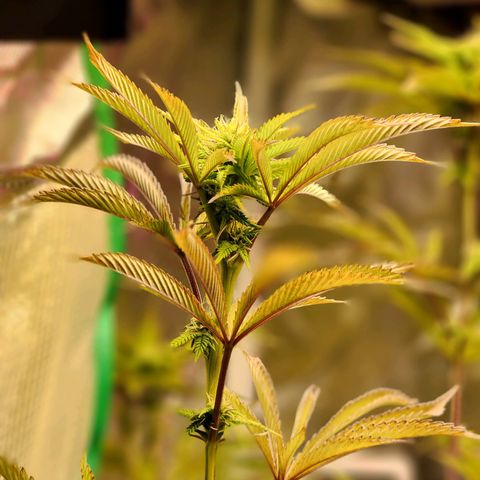 No haircut growlog photo: Final defoliation done this morning.  Buds looking promising. 