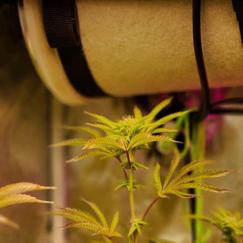 No haircut growlog photo: Final defoliation done this morning.  Buds looking promising. 