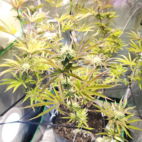 No haircut growlog photo: Half gallon of big bloom this morning 