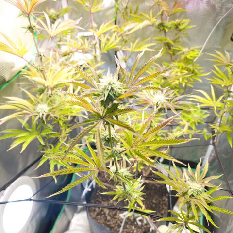 No haircut growlog photo: Half gallon of big bloom this morning 