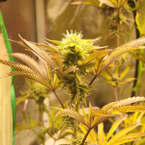 No haircut growlog photo: Half gallon of big bloom this morning 