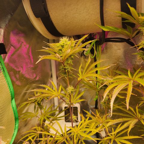 No haircut growlog photo: Half gallon of big bloom this morning 