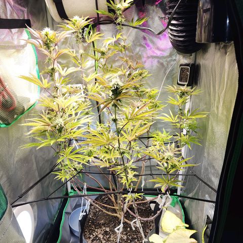 No haircut growlog photo: Half gallon of big bloom this morning 