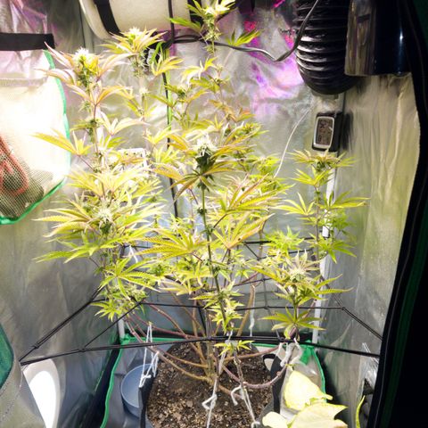 No haircut growlog photo: Half gallon of big bloom this morning 