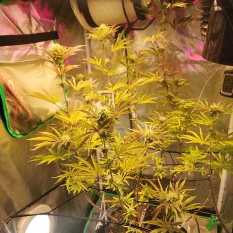 No haircut growlog timeline photo