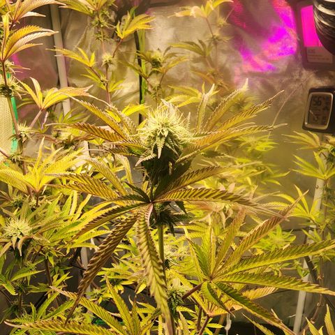 No haircut growlog timeline photo