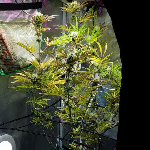 No haircut growlog photo: Looking good