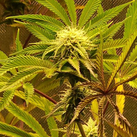 No haircut growlog photo: Looking good