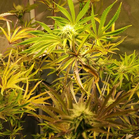 No haircut growlog photo: Looking good