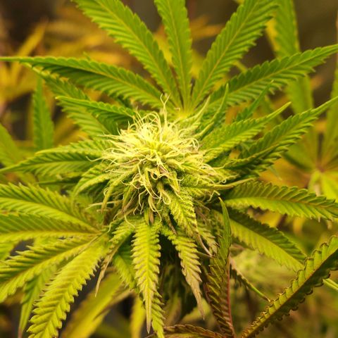 No haircut growlog photo: Looking good