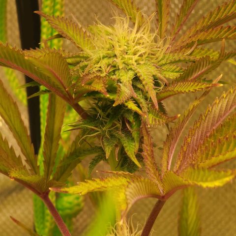 No haircut growlog photo: Looking good