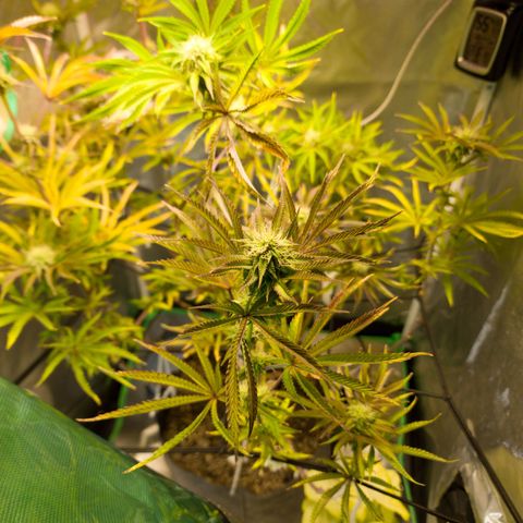 No haircut growlog photo: Looking good