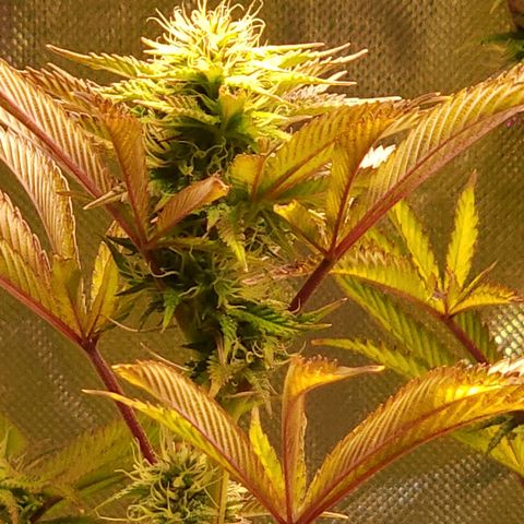 No haircut growlog photo: Looking good