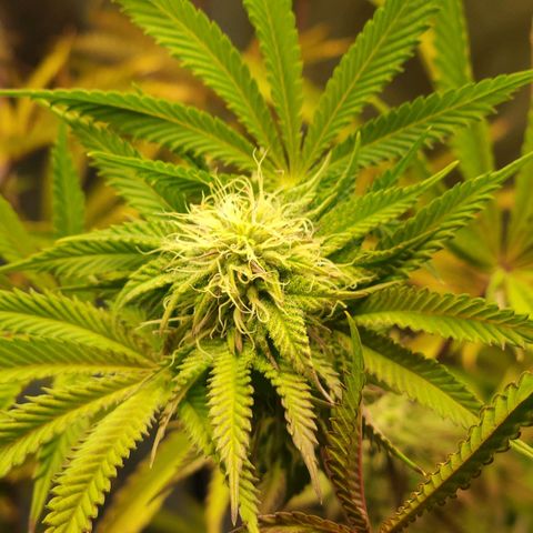 No haircut growlog timeline photo