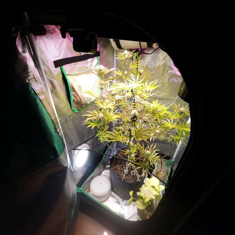 No haircut growlog photo: Ummm...