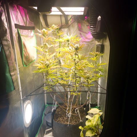 No haircut growlog photo: Ummm...