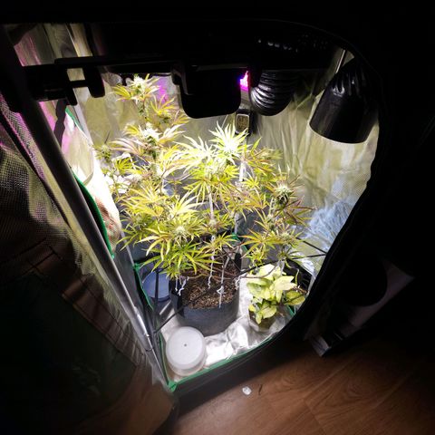 No haircut growlog photo: Ummm...