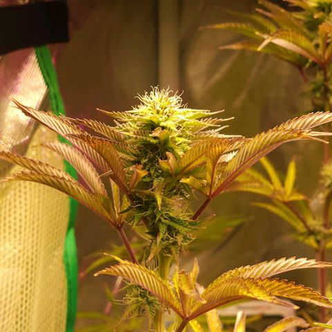 No haircut growlog photo: Ummm...