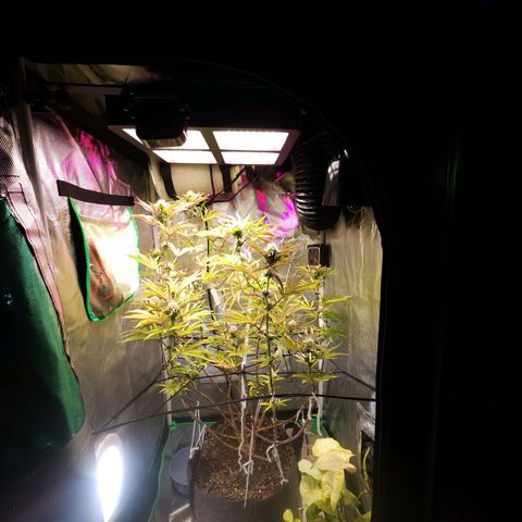 No haircut growlog photo: Ummm...