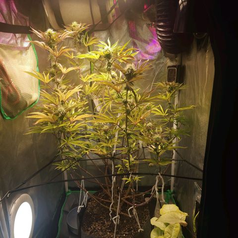 No haircut growlog photo: Ummm...