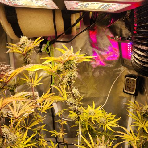 No haircut growlog photo: Week 6 flushing