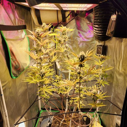 No haircut growlog photo: Week 6 flushing