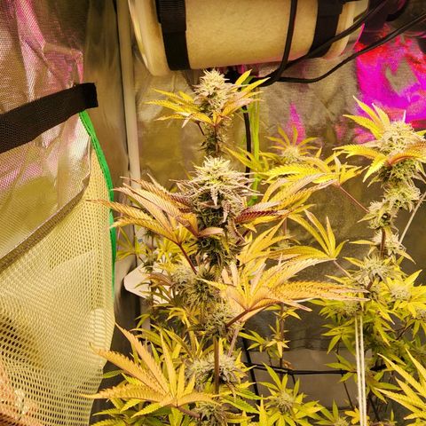 No haircut growlog photo: Week 6 flushing